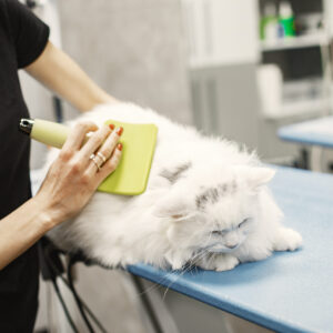 Vet combs a white fluffy cat with a green brush